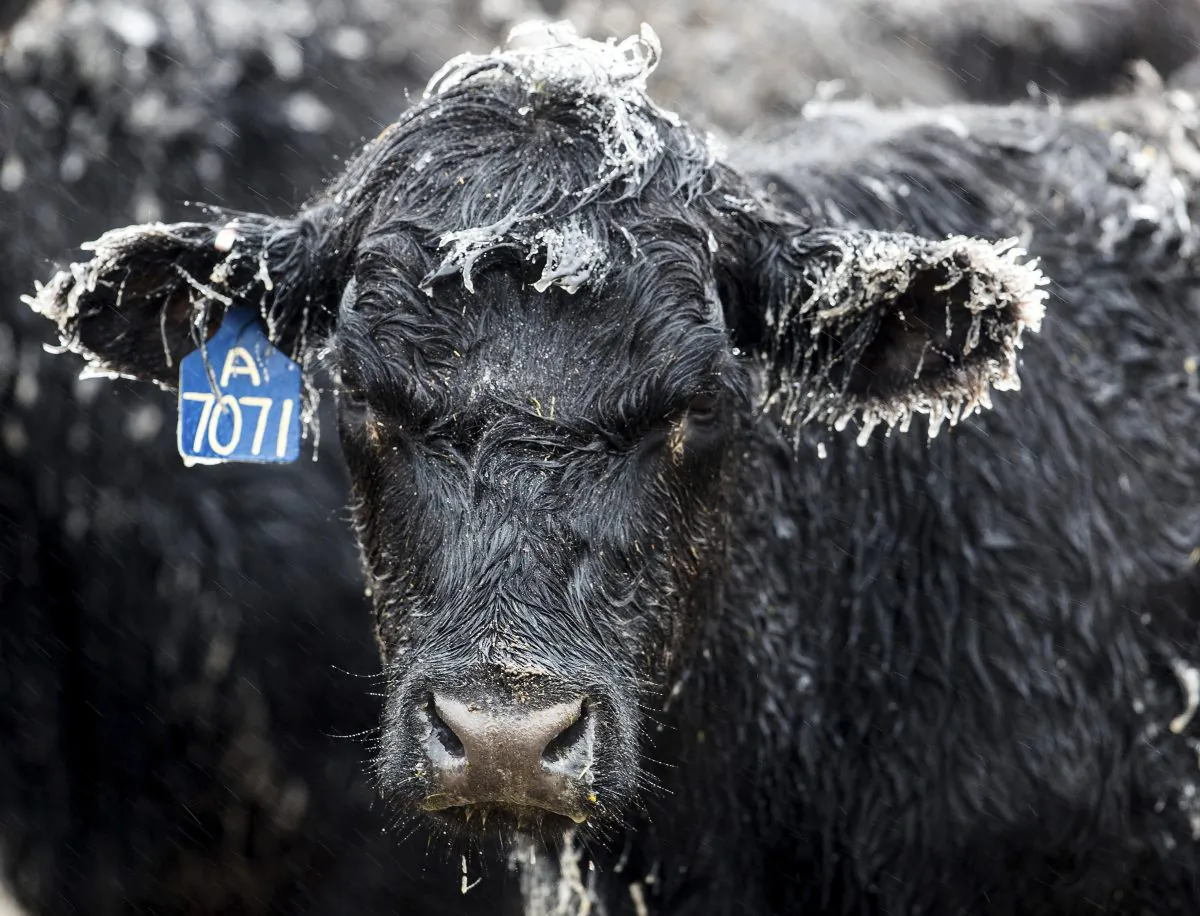 Ice forms on a calf at a ranch outside of Kilgore, Neb., on April 10, 2019. (Chris Machian/Omaha World-Herald via AP)