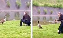 Cop Unexpectedly Saves A Baby Goose When Its Mother Can’t!