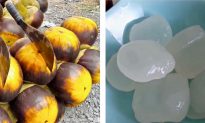 Video: These Weird-Looking Coconuts Are Unlike Any Fruit You’ve Had Before