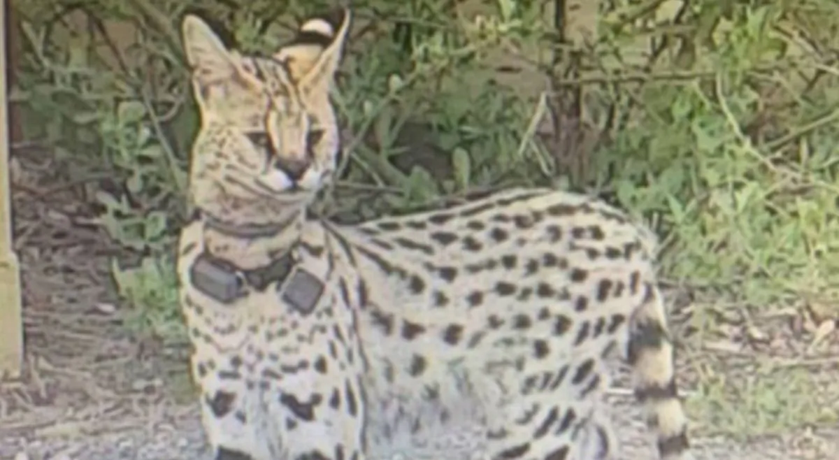 Virginia Beach Animal Control officers are looking for "Rocky" the serval (City of Virginia Beach)