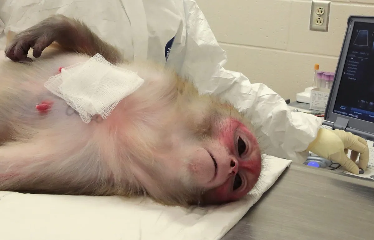 Rhesus Macaque monkey in a research facility. (Scott Olson/Getty Images)