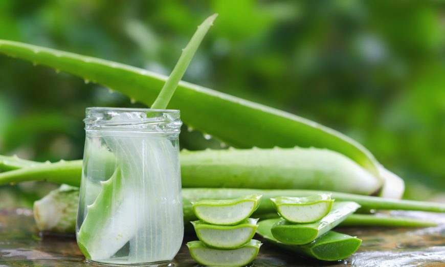 The many anti-inflammatory factors in aloe vera may all combine to ease digestive issues. (Lovelyday12/Shutterstock)