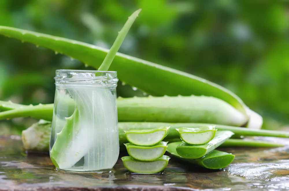 The many anti-inflammatory factors in aloe vera may all combine to ease digestive issues. (Lovelyday12/Shutterstock)