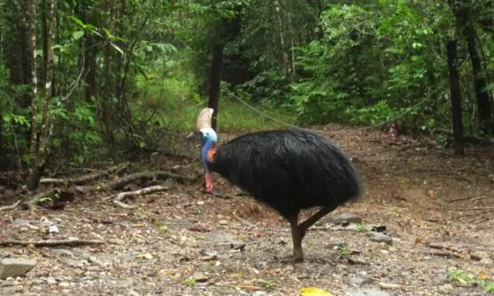 Florida Man Attacked and Killed by Cassowary Bird That Can ‘Slice Open Any Predator’