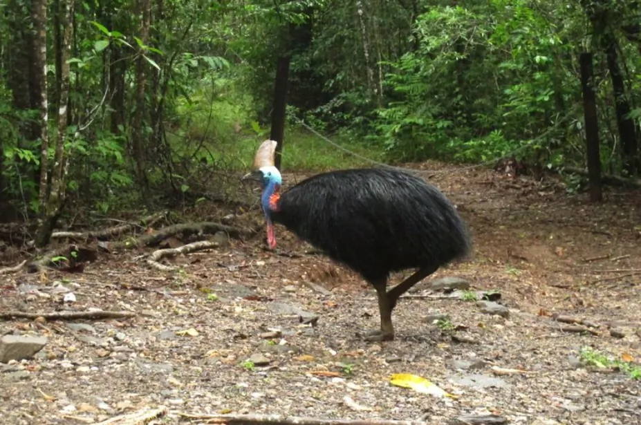 File—A giant cassowary bird in the Daintree National Forest, Australia, on June 30, 2015. Authorities believe a bird like this one killed its owner when it attacked him on his property near Gainesville, Fla., on April 12, 2019. (Wilson Ring/AP Photo, File)