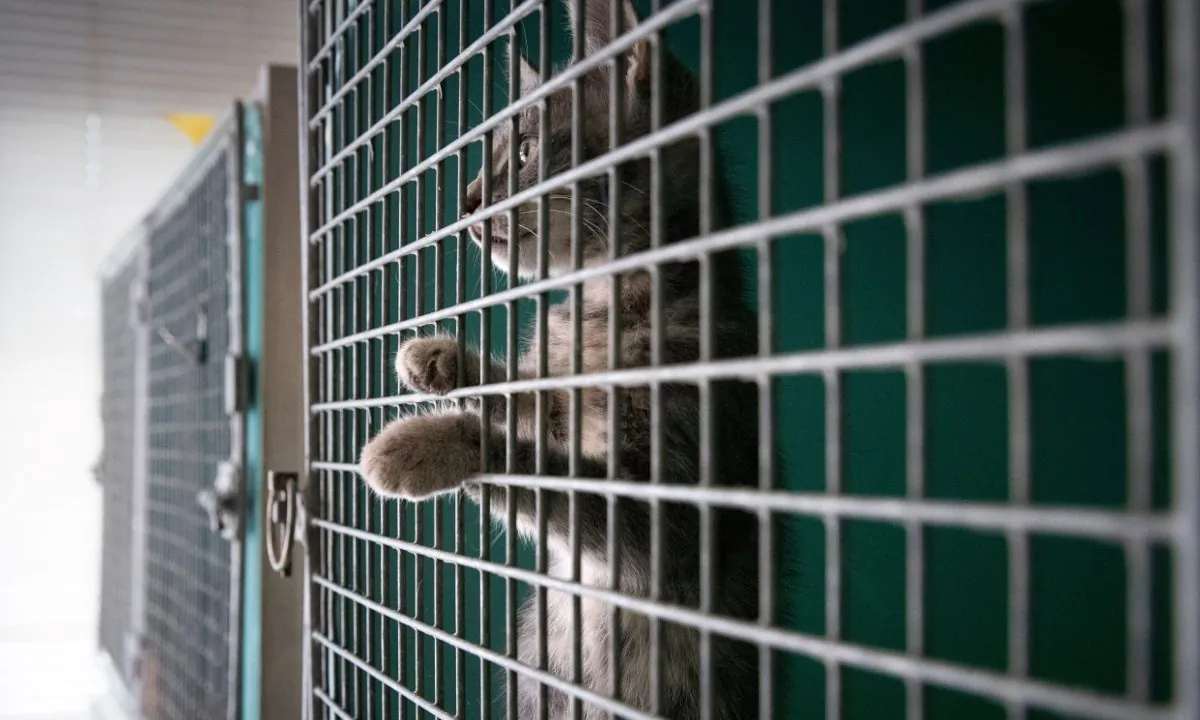 A cat looking out of a cage before going up for adoption. (JOEL SAGET/AFP/Getty Images)