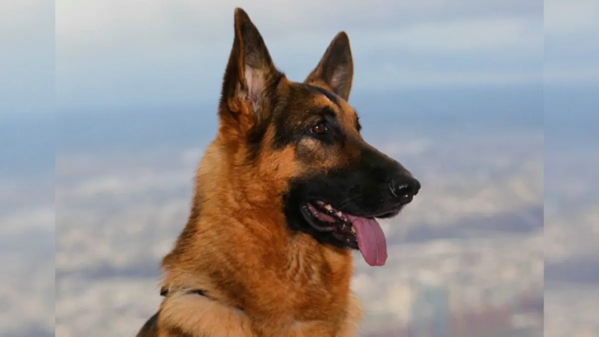 German Shepherd (Getty Image)