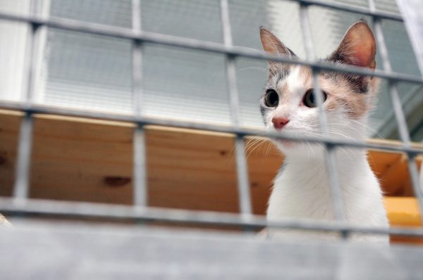 Cat in shelter