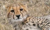 Metro Richmond Zoo Welcomes Cheetah Septuplets: It’s a Rare 1 Percent Chance