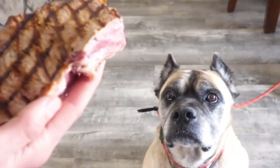 Homeless Dog About to Be Put Down Is Saved and Offered a FEAST With Ingredients of His Choice