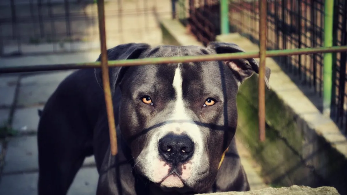 Stock image of a pit bull. (Cseszka/Pixabay)
