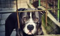Woman Likely Killed by Dogs in Bakersfield Costco Parking Lot