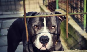 Pit Bull Mauls Man Who Was Protecting His Baby in New York Park