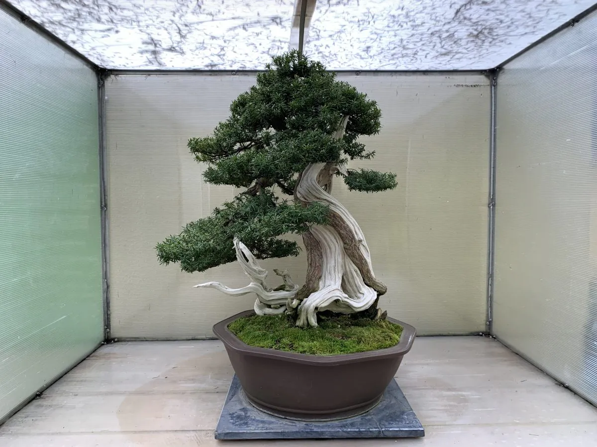 Korean Yew (Taxus cuspidata), born around 1500, in training as a bonsai since 1986. Original artist: Su Hyung Yoo. (Courtesy of the Pacific Bonsai Museum)