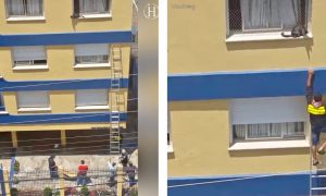 Cat on Window Ledge Is Too Terrified to Move, but Watch When a Kind Passerby Lends a Hand