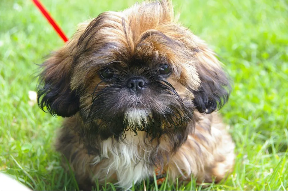 File photo of a Shih Tzu, the same breed of dog that was euthanized in Virginia to be buried alongside its deceased owner. (Pixabay)