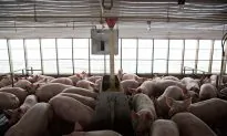 Consumers Are Losing the War Against Meat Antibiotics