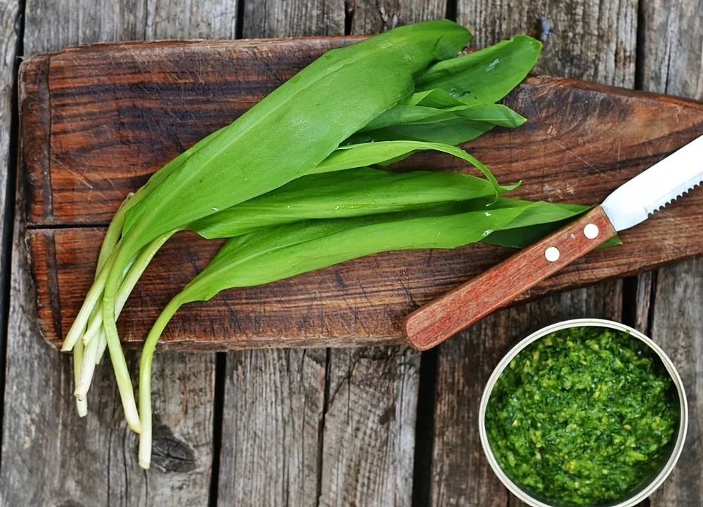 Wild leeks, a culinary delight. (zoryanchik/shutterstock)