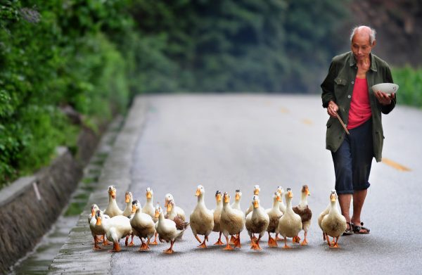 Farmer and ducks
