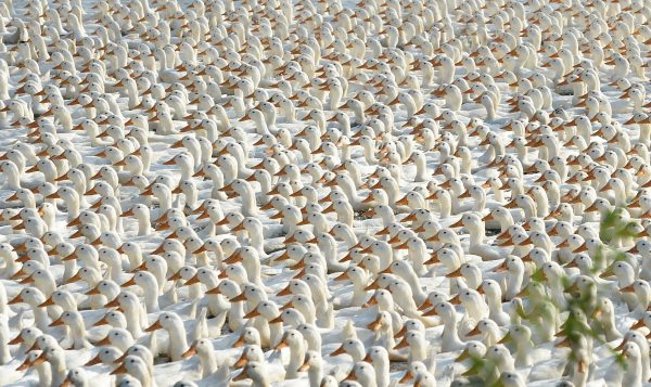 Flock of ducks