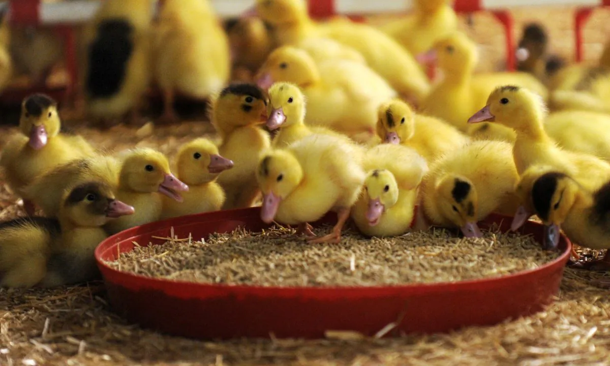 Baby ducks feeding. (IROZ GAIZKA/AFP/Getty Images)