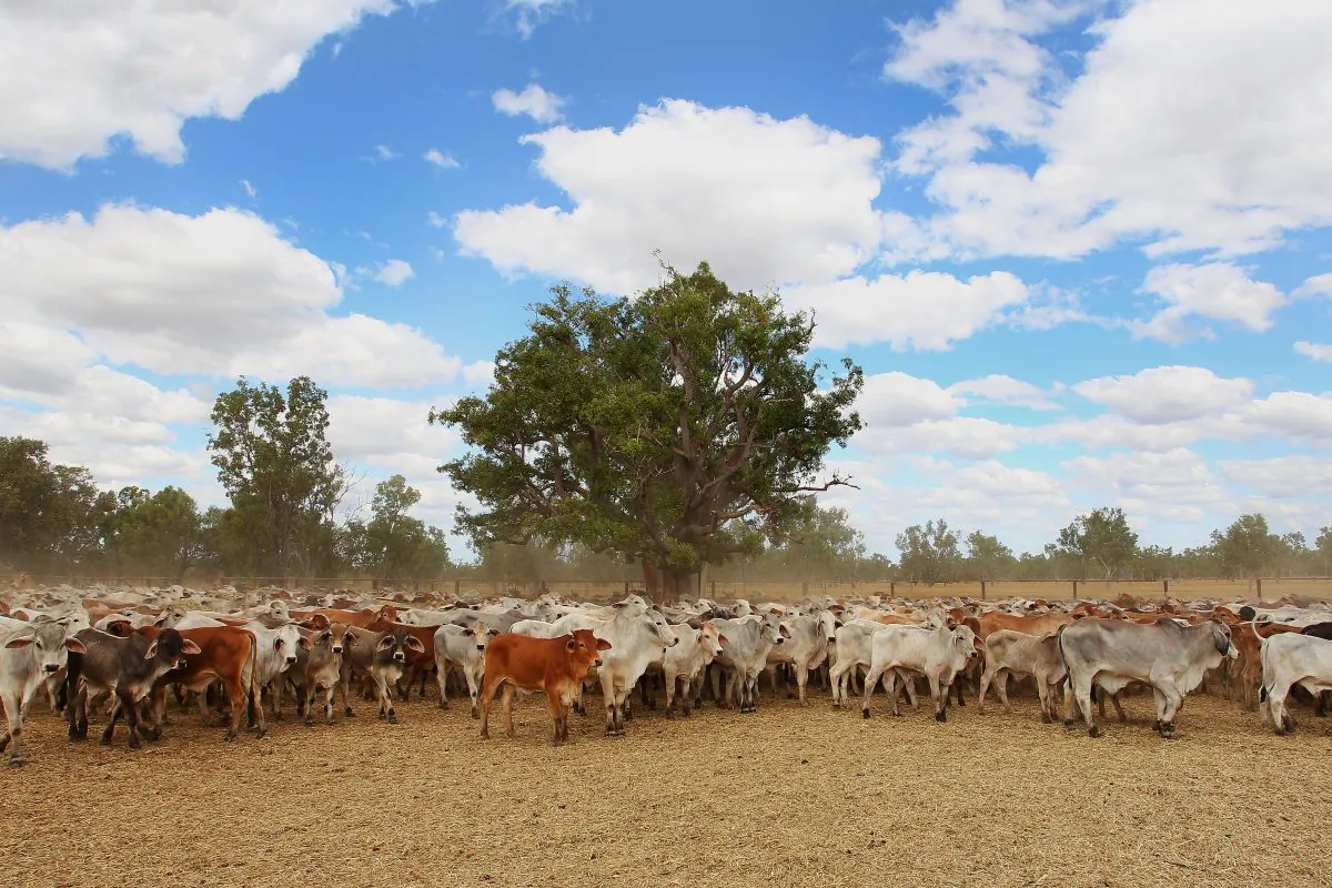 A general view of cattle yards on July 27, 2018 in Australia. Dunbar is a 2 million acre cattle station situated in the Gulf of Carpentaria along side Rutland Plain. (Lisa Maree Williams/Getty Images)