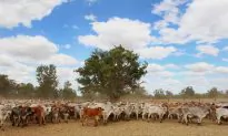 Queensland Animal Activists Charged Over Protests