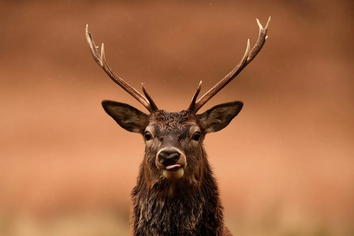 Experts are warning about the risks associated with Chronic Wasting Disease, or CWD, which affects deer breeds and can lead to a potentially disastrous infection throughout the animal's population. (Jeff J. Mitchell/Getty Images)