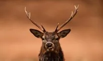 Allowing Infected Deer Into Food System Could Pose Risk to Public, Experts Say