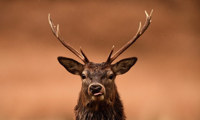 A red deer grazes following the end of the rutting season in Glen Etive, Scotland, on Nov. 12, 2014. (Jeff J Mitchell/Getty Images)