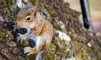 Adorable Squirrel Comes Back to Rescuer’s Home After Human Saves Her
