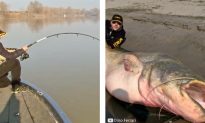 Massive 280-Pound Catch Caught on Tape