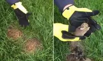 If You Discover a Bunny Nest in Your Yard, Here’s Why You Shouldn’t Move It