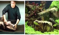 Amazing Aquarium Decorations Leave Viewers Stunned