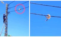 Kitten Uses Power Line as Tightrope to Elude Rescuers