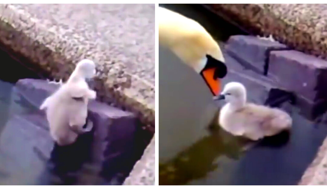 Video: This Daddy Swan Teaches His Child a Lesson in Patience and We ...