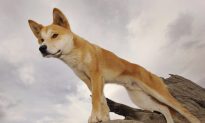 Dad Snatches Toddler Son From Dingo’s Jaws