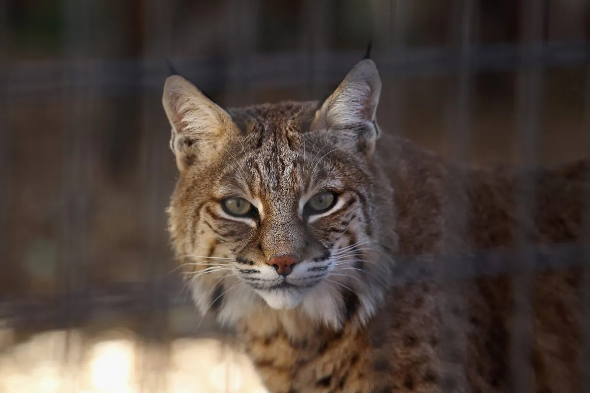 A hungry bobcat at the Wild Animal Sanctuary in Keenesburg, Colo., on Oct. 20, 2011. (John Moore/Getty Images)