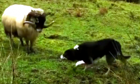 Meet Clint the Border Collie, a Good Boy Who Keeps All Animals on His Farm in the Right Place