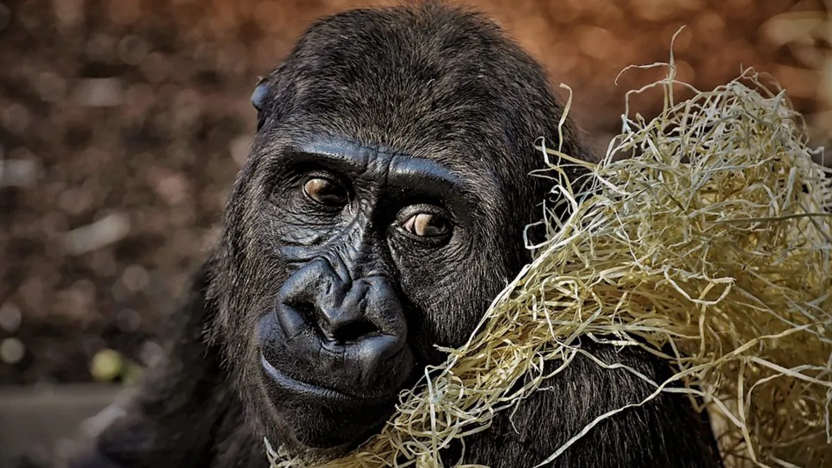 Stock image of a Gorilla. (Alexas_Fotos/Pixabay)