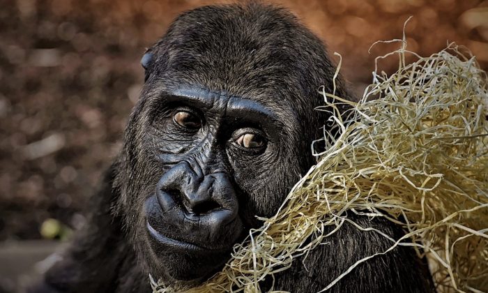 Stock image of a Gorilla. (Alexas_Fotos/Pixabay)