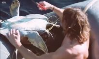 Guy Jumps Off His Boat to Save Sea Turtles Trapped in Fishing Nets