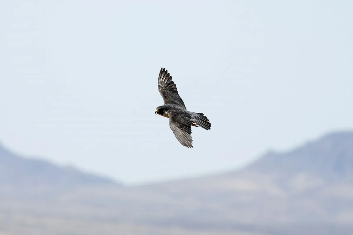 In this May 16, 2018, file photo, an adult peregrine falcon circles near its nest on a ledge overlooking Lake Mead in Temple Bar, Ariz. Andrea Cornejo/Las Vegas Review-Journal via AP, File