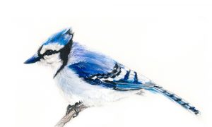 A Berkshire Journal: Feathered Friends