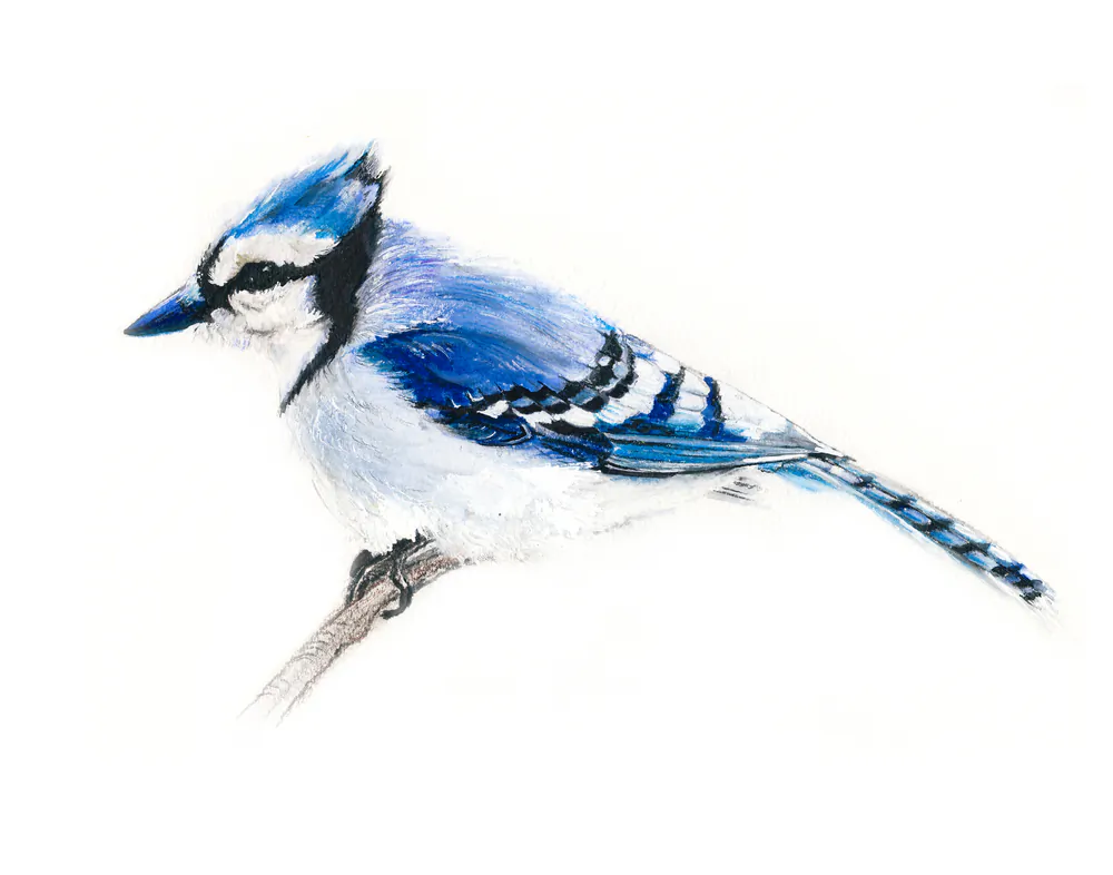 Blue jay. (Magnolija Three/Shutterstock)