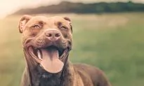 Emaciated Pit Bull Abandoned in a Cage With No Food Learns to Love Again After Rescue