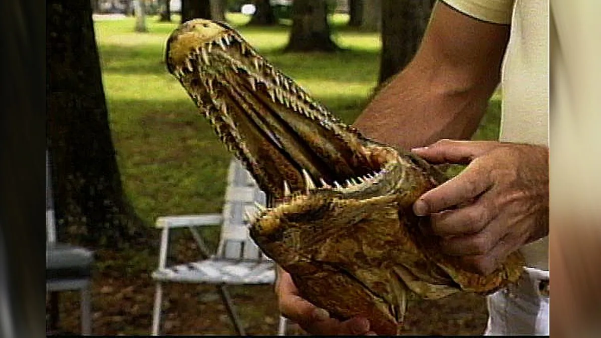 Preserved display of an Alligator Gar head. (Betty Wills/Wikimedia Commons)