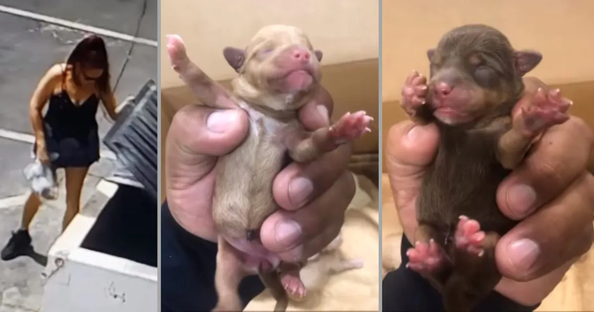 A woman suspected of abandoning puppies (L) and two of the seven pups rescued in Coachella, Calif., on April 18, 2019. (Courtesy of Riverside County Animal Services/YouTube)