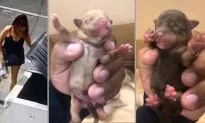 Police Investigate California Woman Suspected of Abandoning Puppies at Dumpster