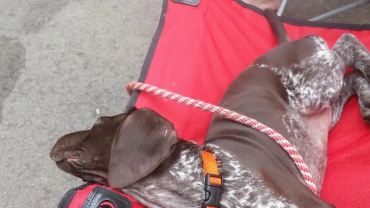 A dog, Ava died after consuming poisonous food while walking on public land in Athelstane, Wis., on March 31, 2019.  (GoFundMe)